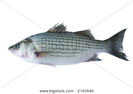 Sea Bass