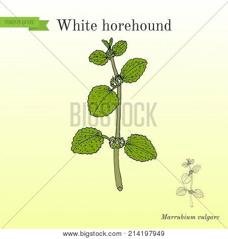 White horehound Marrubium vulgare , medicinal plant. Hand drawn botanical vector illustrati