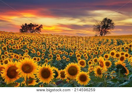 Sunflower field in the Midwest in full bloom at sunset.