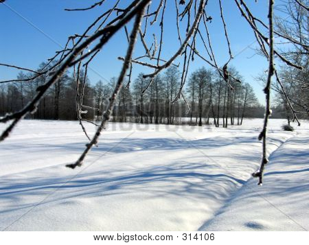 Winter Scene