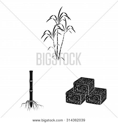 Isolated Object Of Sucrose And Technology Symbol. Set Of Sucrose And Cane Vector Icon For Stock.