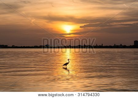 Heron Bird At Sunset In Siesta Key Beach, Sarasota, Florida