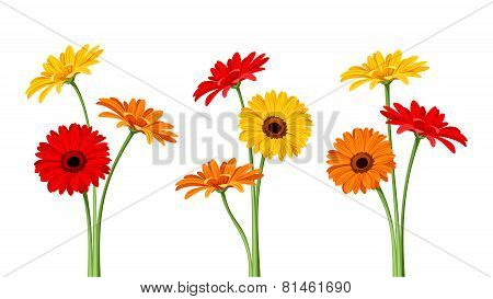 Gerbera flowers. Vector illustration.