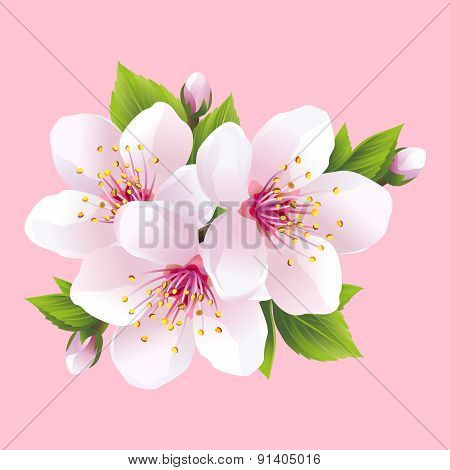 Branch Of White Blossoming Sakura - Japanese Cherry Tree