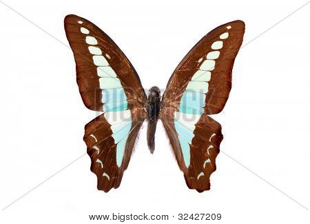 Graphium sarpedon connectens butterfly isolated on white