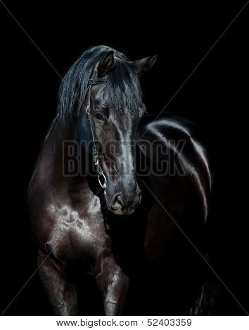 Black horse portrait isolated on black, Ukrainian horse.