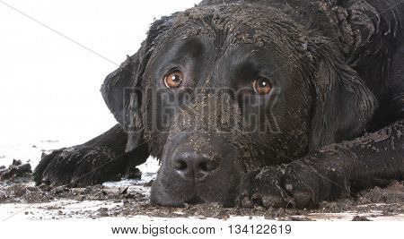 dirty muddy dog laying down on white background