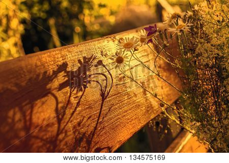 Shadow of camomilles in setting sun at summer evening