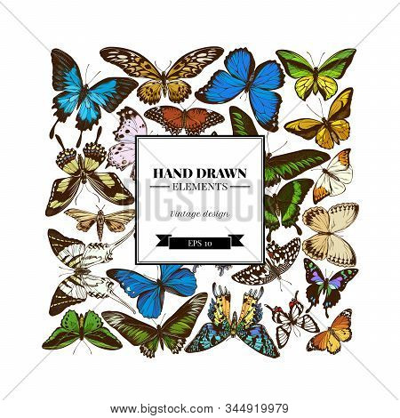 Square Design With Colored Papilio Ulysses, Morpho Menelaus, Graphium Androcles, Morpho Rhetenor Cac