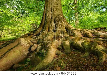 Mighty Roots Of A Majestic Beech Tree