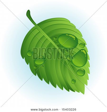 Natte blad. Vector.