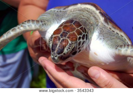 Close Up Of A Baby Sea Turle