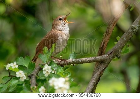 Male Common Nightingale (luscinia Megarhynchos) Sits On A Branch And Sings. Singing Bird Sitting On 