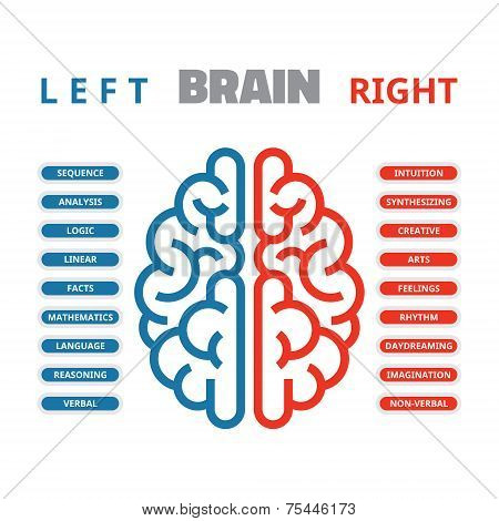 Left and right human brain vector illustration