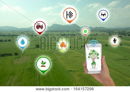 Internet of things(agriculture concept),smart farming, smart agriculture.The farmer using application in phone to control and monitor the condition by wireless sensor system in the agriculture field