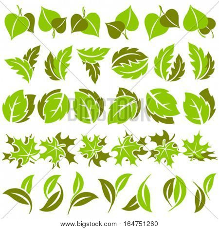 Leaves. Elements for design. Vector illustration.