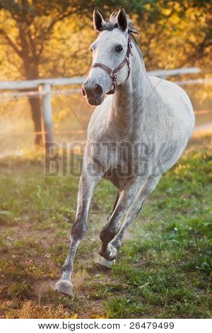 Portrait of a running horse