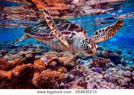 Sea turtle swims under water on the background of coral reefs. Maldives Indian Ocean coral reef.