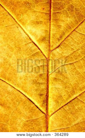 Autumn Maple Leaf