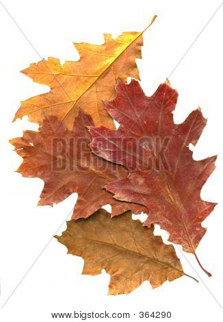 Autumn Maple Leaf