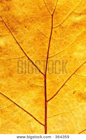 Autumn Maple Leaf