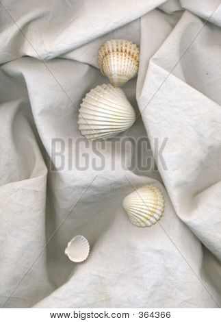 Shells