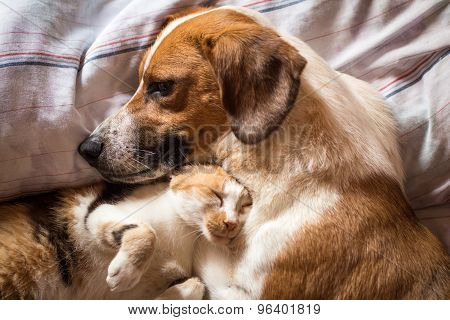 Dog And Cat Cuddle On Bed