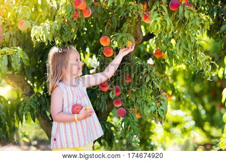 Child Picking And Eating Peach From Fruit Tree