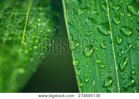 Rain Drops On Palm Leaf Nature Background. Nature Background Of Palm Leaves. Palm Tree Leaves Nature