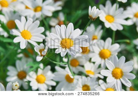 Field Of Camomiles At Sunny Day At Nature. Camomile Daisy Flowers, Field Flowers, Chamomile Flowers,