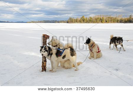 雪橇犬上结冰的湖中北部的明尼苏达州