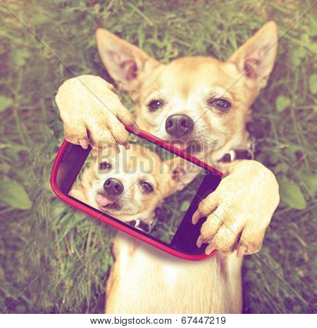  a cute chihuahua in the grass taking a selfie on a cell phone done with a vintage retro instagram filter