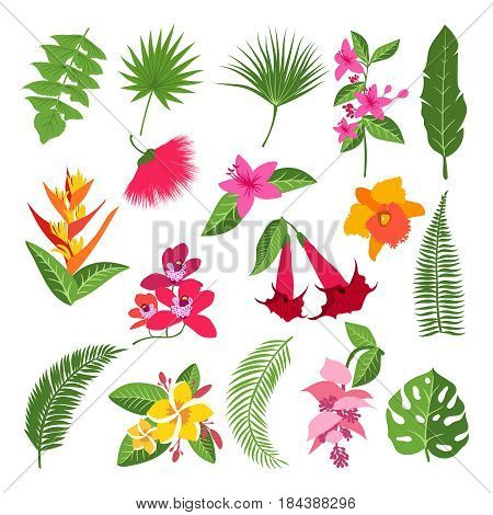 Exotic tropical flowers and leaves. Vector illustrations of plants. Tropical color flower and exotic floral branch with flowers