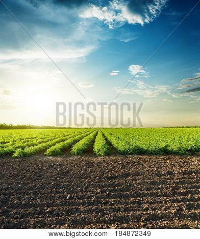 agricultural black and green fields and sunset in clouds