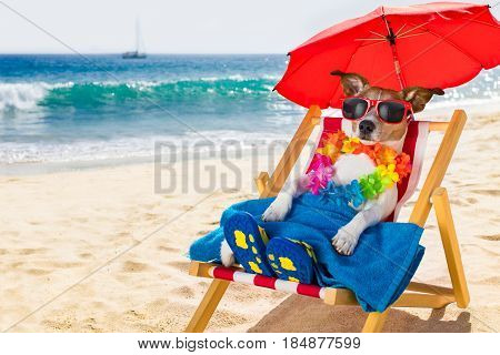 Dog Siesta On Beach Chair