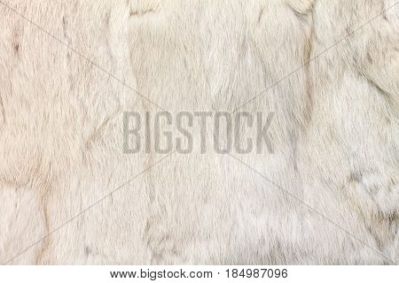 Texture of rabbit fur. The fur is painted in beige color. Natural fur.