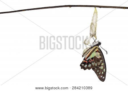 Isolated Emerged Common Jay Butterfly ( Graphium Doson)  With Pupa And Shell Hanging On Twig