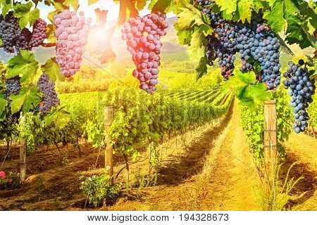 Seasonal background. Picturesque vineyard at sunset. Red grapes hanging in vineyard. Rows of grapes in Stellenbosch near Cape Town, South Africa. Branch of grapes ready for harvest.