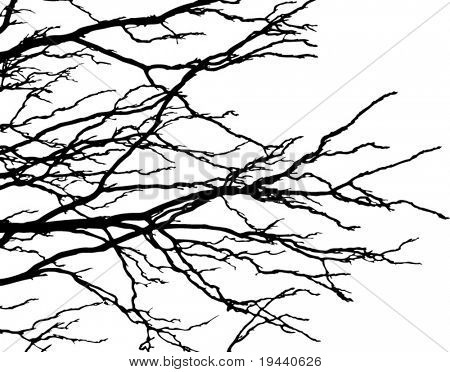 elegant tree branch streaming to the right