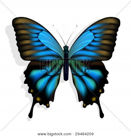 Blue butterfly