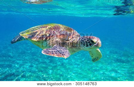 Cute Sea Turtle In Blue Water Of Tropical Sea. Green Turtle Underwater Photo. Wild Marine Animal In 