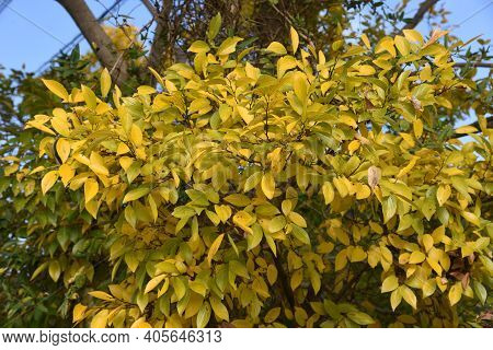 Chinese Hackberry Yellow Leaves / Cannabaceae Deciduous Tree