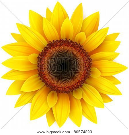 Sunflower, realistic vector illustration.