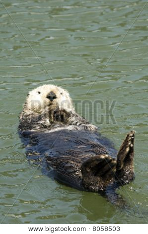 Sea Otter Floating