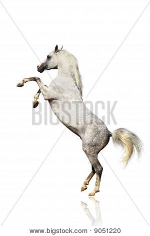 Arabian Horse Isolated