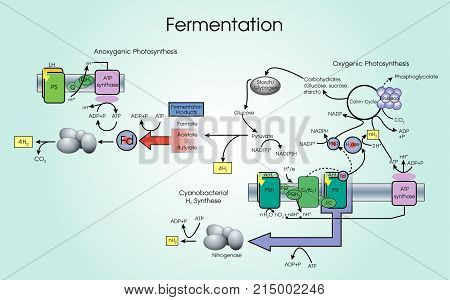 Fermentation is a metabolic process that converts sugar to acids gases or alcohol. It occurs in yeast and bacteria and also in oxygen-starved muscle cells as in the case of lactic acid fermentation. Chart vector.