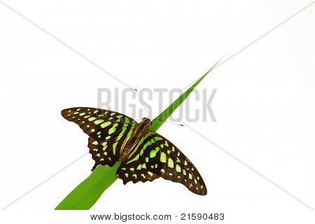 Graphium on green grass