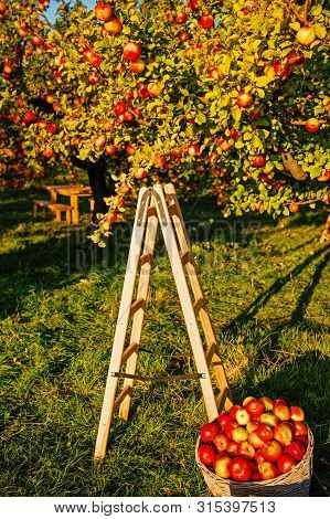 Apple Garden Nature Background Sunny Autumn Day. Gardening And Harvesting. Fall Apple Crops Harvesti