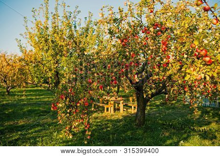 Apple Garden Nature Background Sunny Autumn Day. Gardening And Harvesting. Fall Apple Crops Organic 