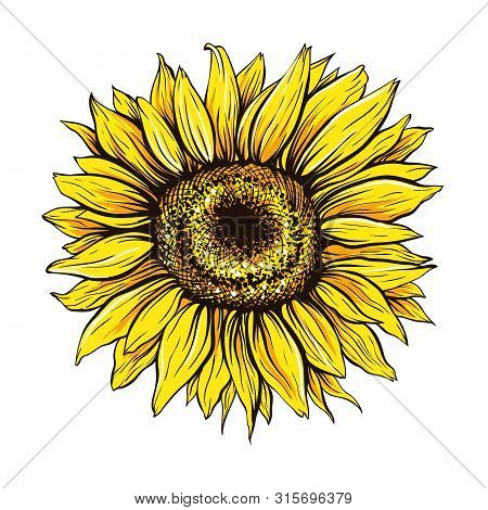 Sunflower Hand Drawn Vector Illustration. Beautiful Yellow Flower Bud, Blooming Wildflower. Agricult